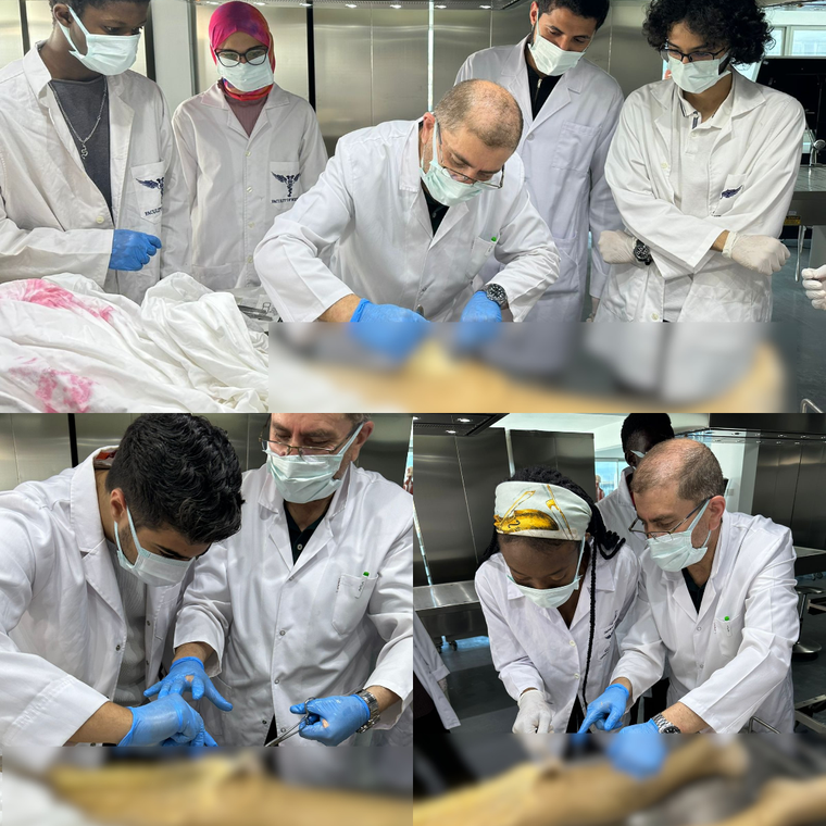 Cadaver Dissection in the Anatomy Laboratory